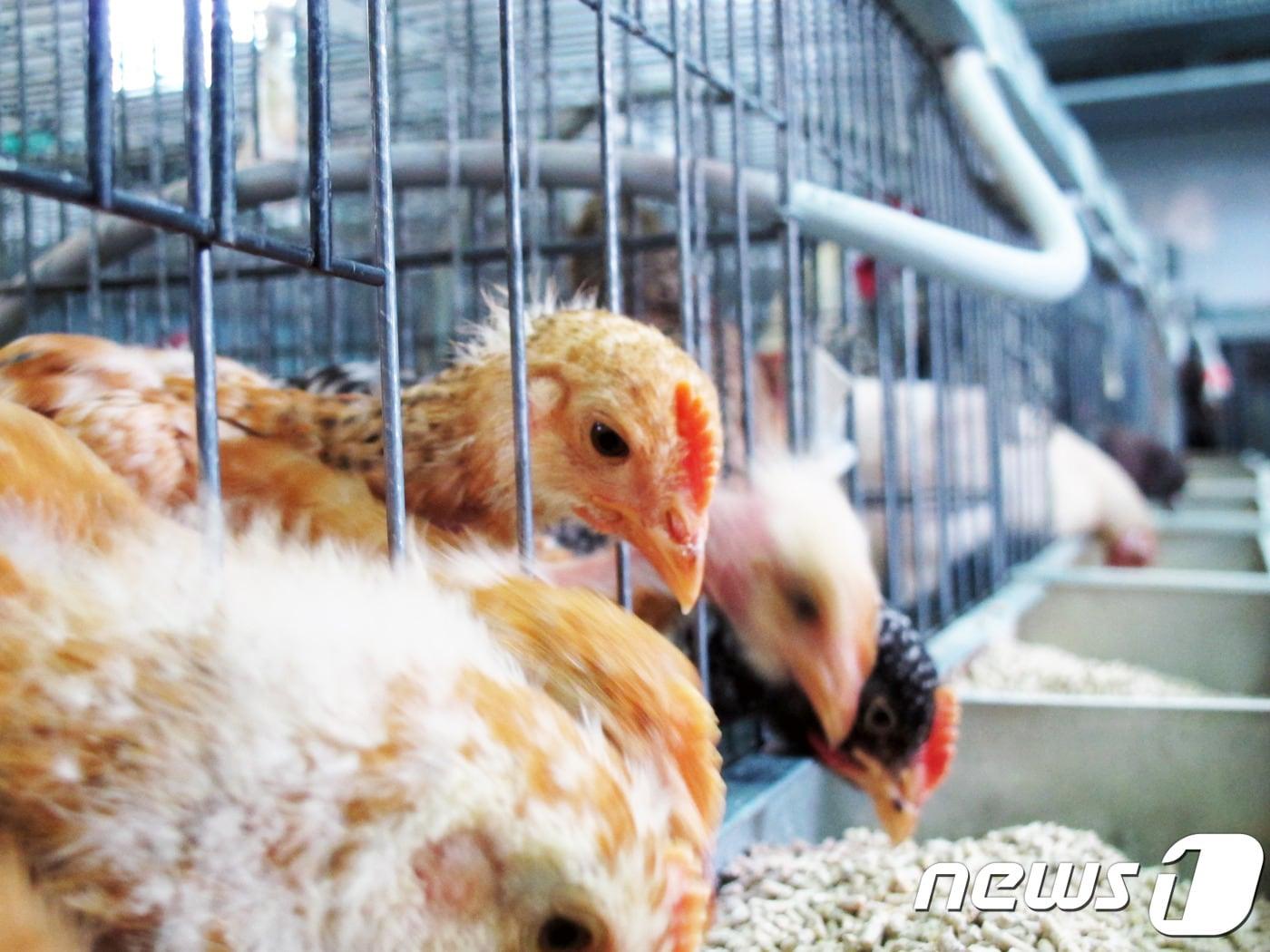 살충제 계란 No…우진비앤지, 친환경 닭 진드기 방제기술 특허출원 - 뉴스1