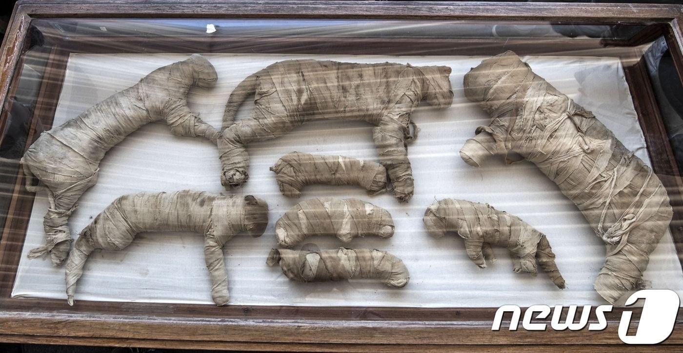 이집트 사카라 공동묘지의 왕실 사제 무덤서 발견된 새끼사자 미라 ⓒ AFP=뉴스1