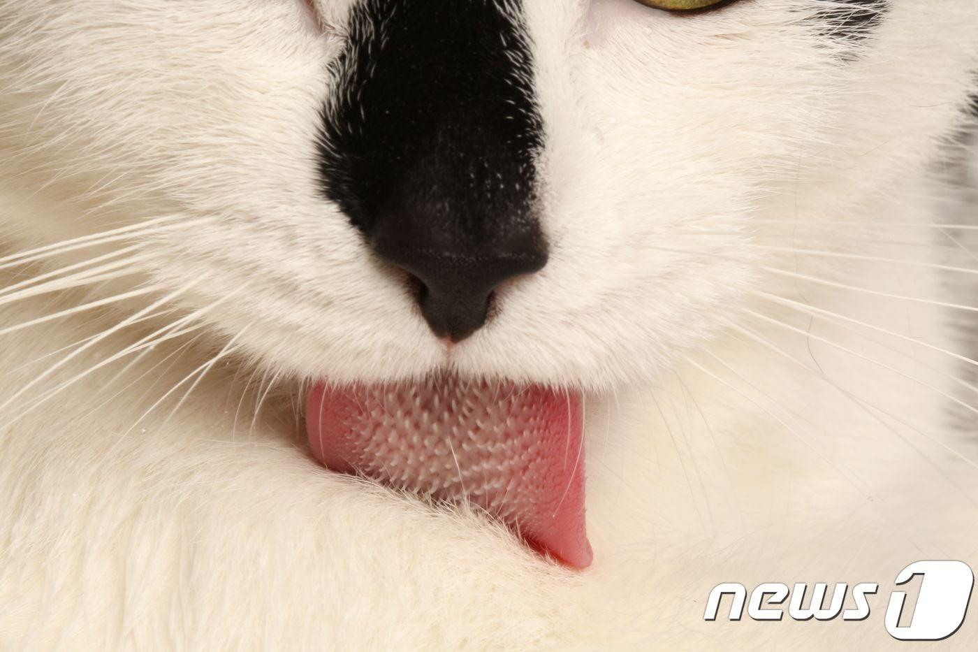 본문 이미지 - <자료사진> ⓒ AFP=뉴스1