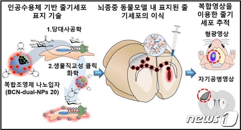 본문 이미지 - 복합조영제 나노입자가 표지된 줄기세포의 추적 영상 기술의 모식도(KIST 제공)ⓒ 뉴스1