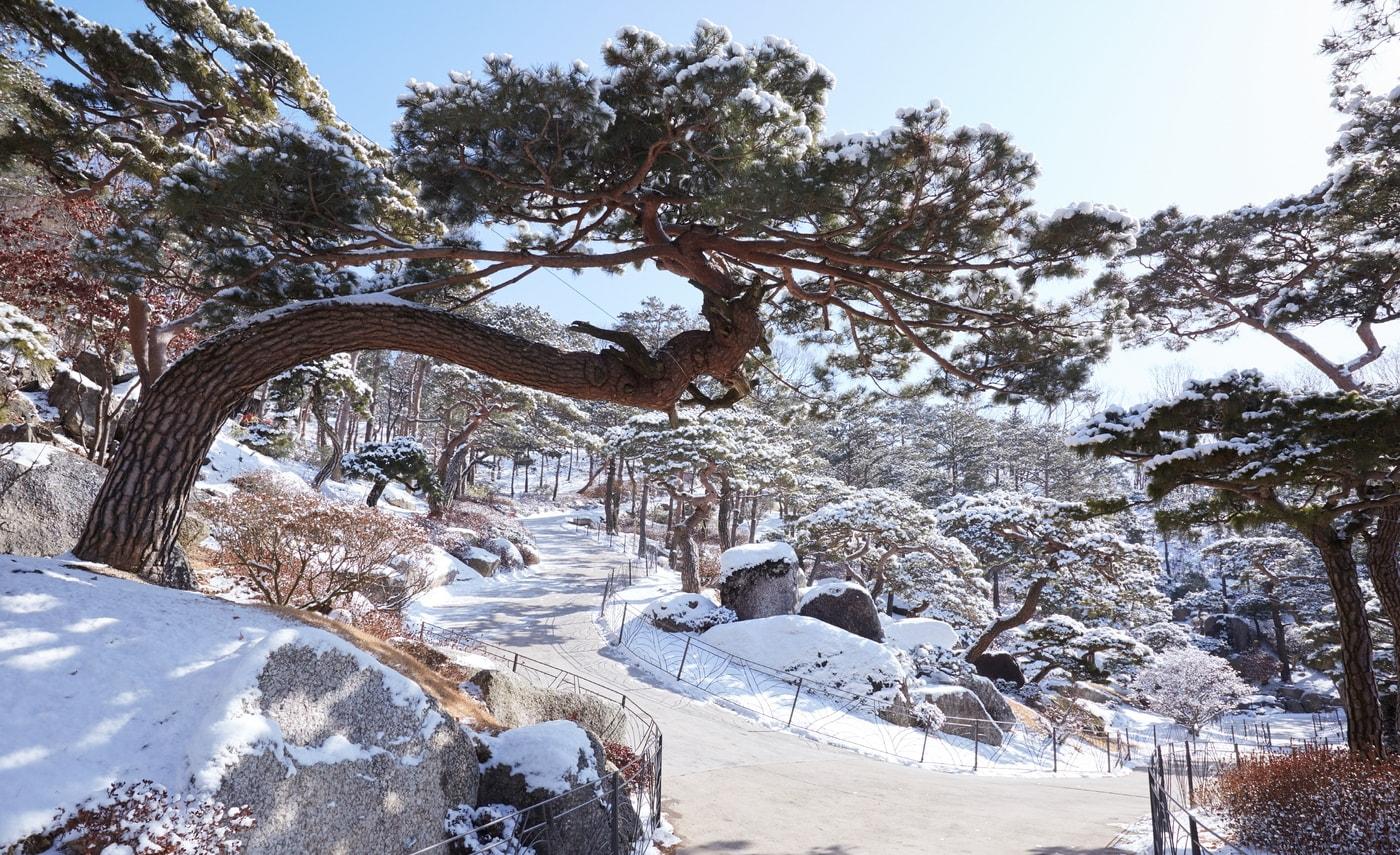 화담숲 소나무 정원의 겨울 풍경. 화담숲 제공