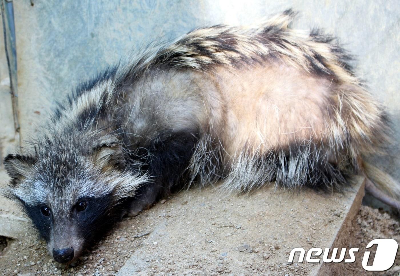 구조받은 너구리 (사진=경기도야생동물구조관리센터) ⓒ 뉴스1