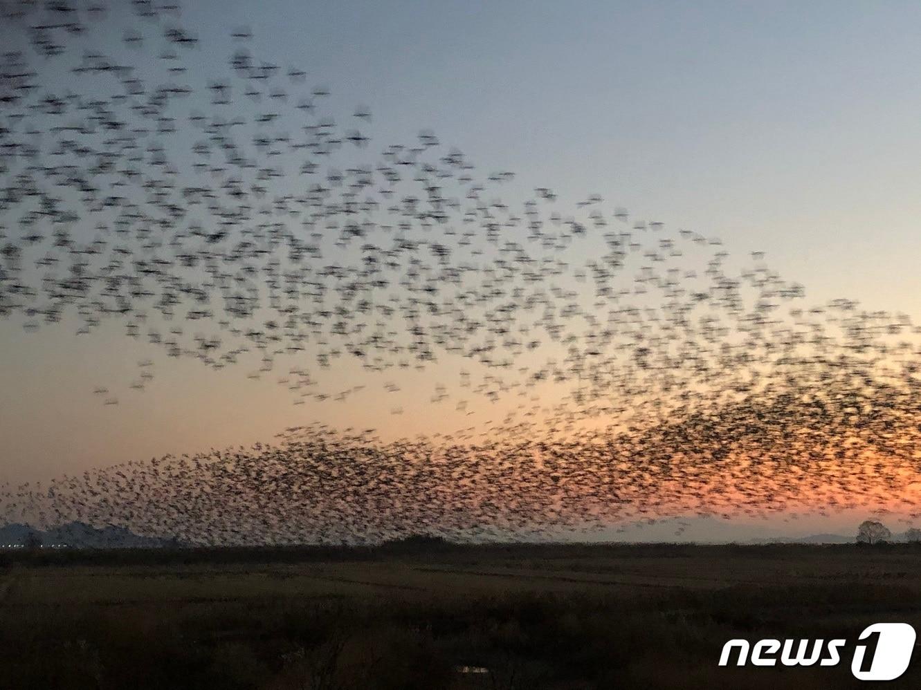 본문 이미지 -  가창오리 군무.(순천시 제공)/뉴스1 ⓒ News1 지정운 기자