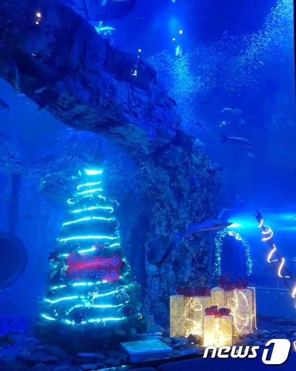 본문 이미지 - 단양 다누리아쿠아리움은 성탄절을 맞아 수족관 등에 대형 트리 등을 설치해 관객들에게 새로운 볼거리를 제공하고 있다.ⓒ 뉴스1
