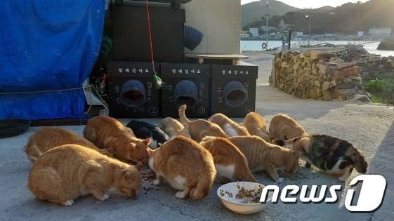 본문 이미지 - 쑥섬에 살고 있는 고양이들. 사진 동물구조119 제공 ⓒ 뉴스1