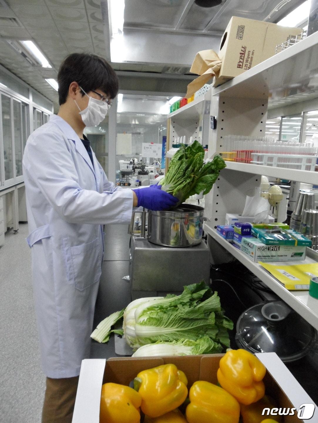 본문 이미지 - 광주시 보건환경연구원이 김장철 식재료에 대한 안전성 검사를 하고 있다. /ⓒ 뉴스1