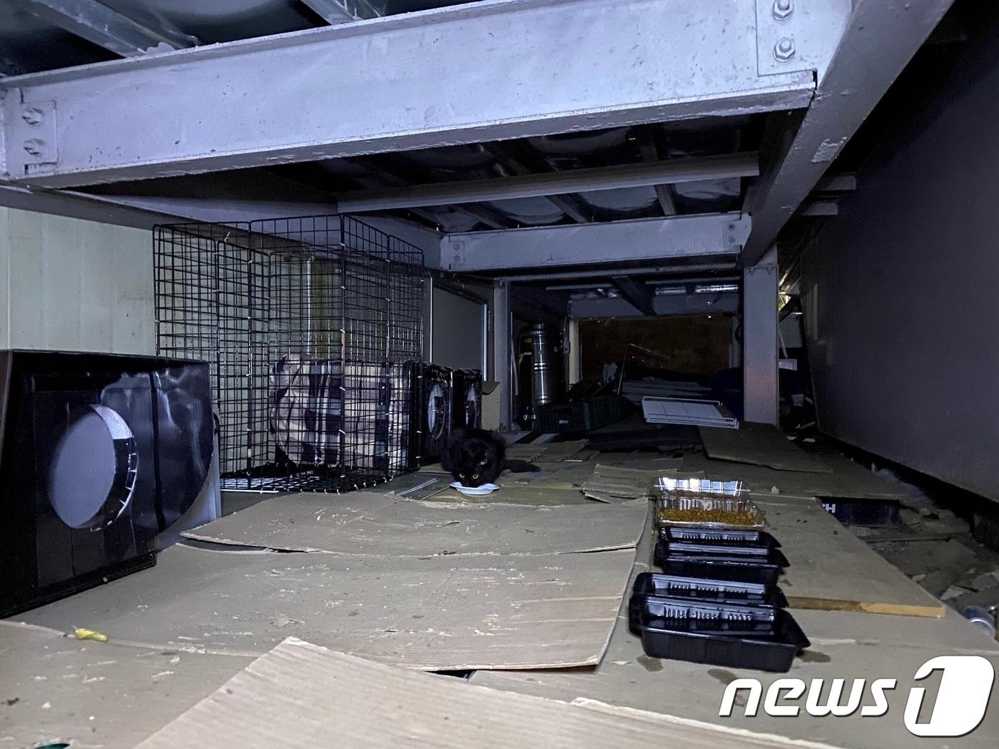 본문 이미지 - 사람들에게 안 보이는 곳에 겨울집과 길고양이들이 먹을 수 있는 사료와 물을 챙겨줬다.사진 이보경 영등포구 캣맘 모임 대표 제공 ⓒ 뉴스1