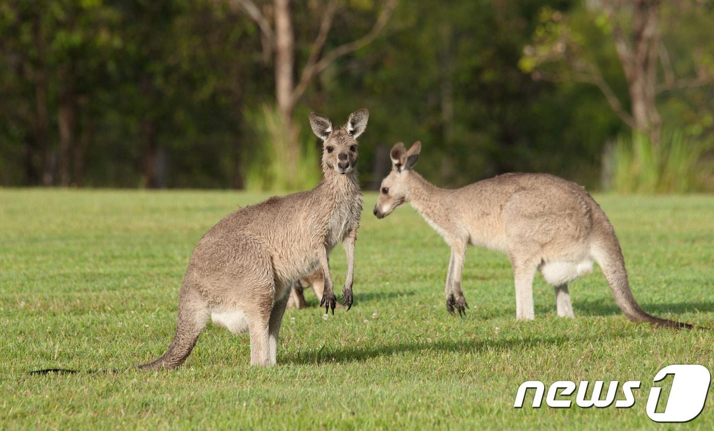 캥거루. 사진 이미지투데이 ⓒ 뉴스1