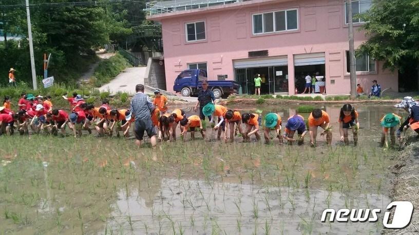 본문 이미지 - 학일마을에서 어린이들이 모내기 체험을 하고 있는 모습.(용인시 제공) ⓒ News1 김평석 기자
