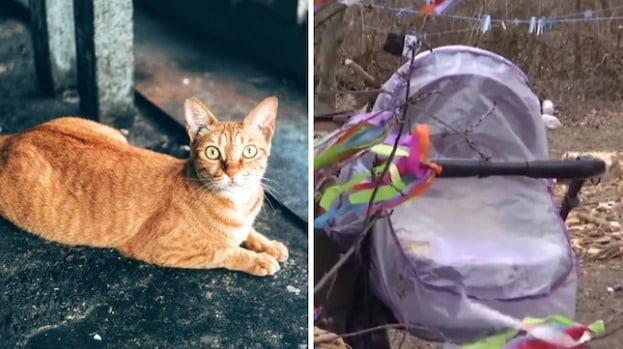 본문 이미지 - 데일리메일 갈무리