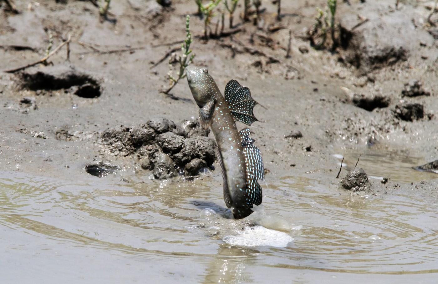갯벌에 사는 짱뚱어.(문화재청 제공)