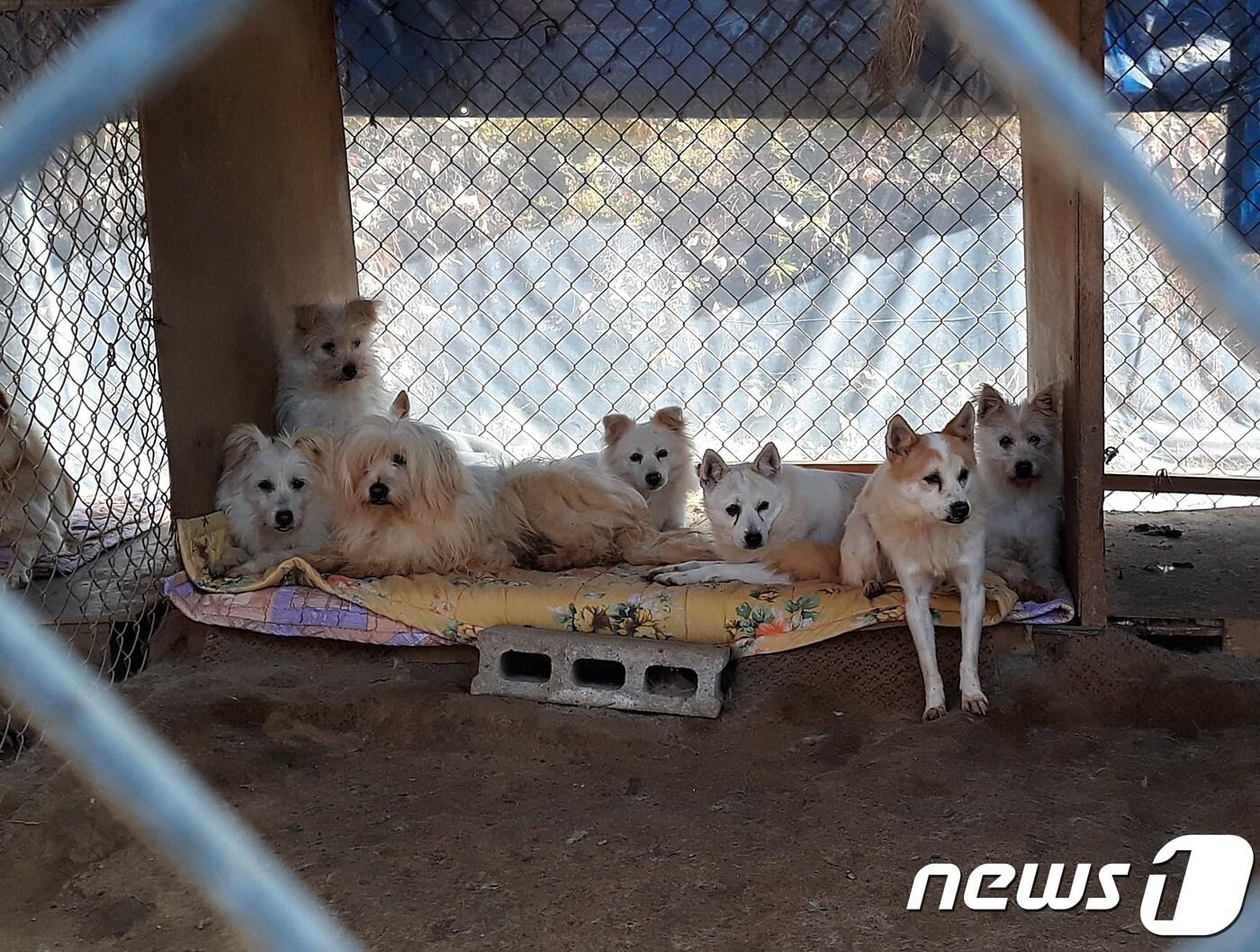 본문 이미지 - 한 견사에 여러 마리의 개들이 있고 쥐들이 돌아다니는 사설동물보호소 ⓒ 뉴스1 최서윤 기자