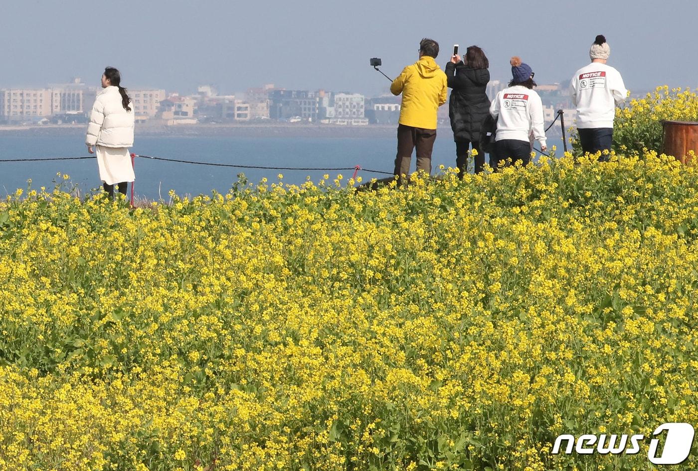 본문 이미지 - 21일 제주 서귀포시 성산읍 섭지코지 내 유채꽃밭에서 관광객들이 활짝 핀 유채꽃 사이로 산책하며 즐거운 시간을 보내고 있다.2019.2.21 ⓒ 뉴스1 이석형 기자