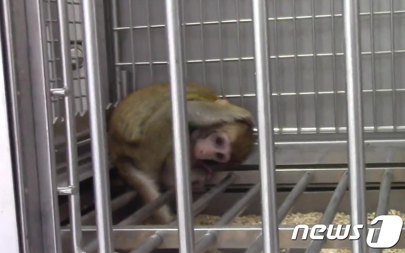 원숭이 복제 실험모습.(사진 National Science Review 영상캡처)ⓒ 뉴스1