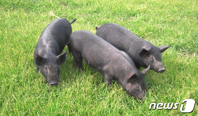 본문 이미지 - 제주 흑돼지(제주축산진흥원 제공)ⓒ 뉴스1