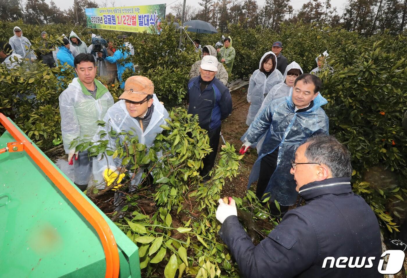 감귤 나무를 파쇄하고 있다./뉴스1
