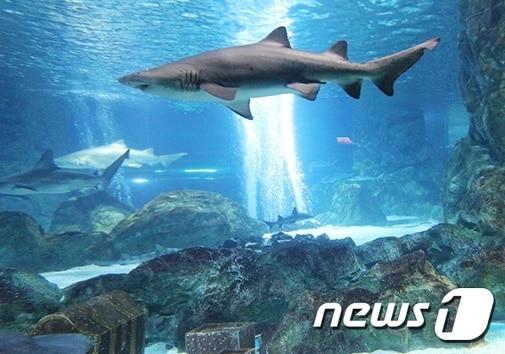 본문 이미지 - 상어 전시관. 사진 코엑스 아쿠아리움 제공 ⓒ 뉴스1