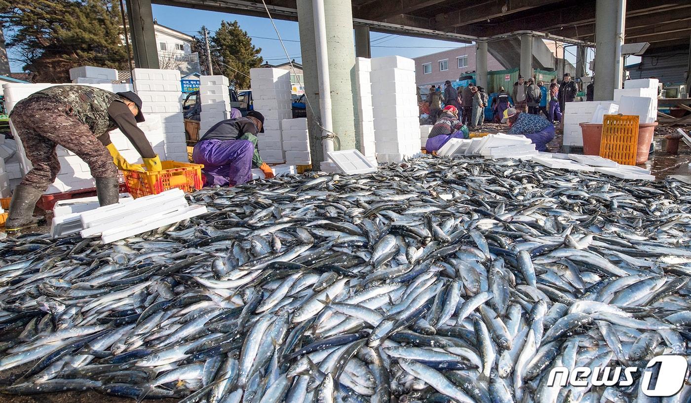 본문 이미지 - 고성 아야진항 청어 풍어 자료사진.(고성군 제공, 재판매 및 DB 금지)