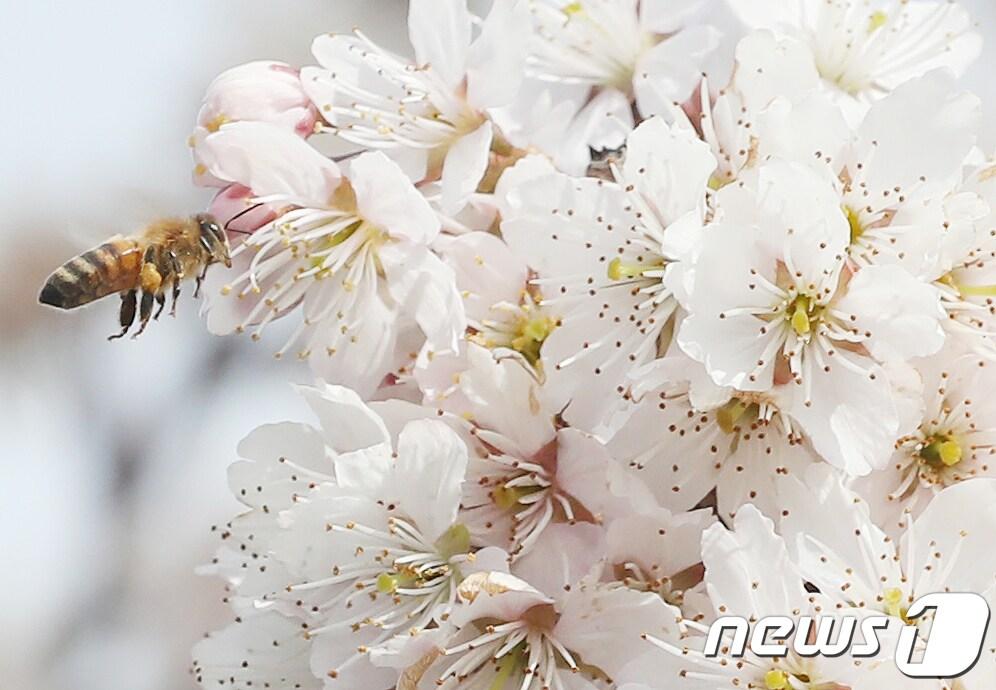 본문 이미지 - 꿀벌(자료사진)/뉴스1