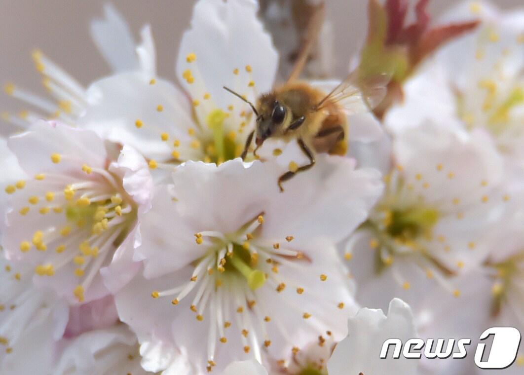 본문 이미지 - 제주시 이호동 한 주택에 만개한 벚꽃에 꿀벌이 꿀을 따기 위해 날아들고 있다.2019.3.12./뉴스1 ⓒ News1 
