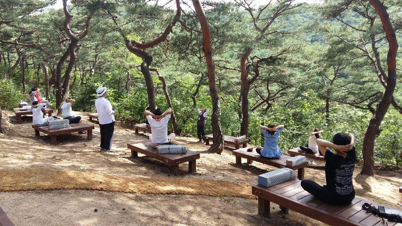 본문 이미지 - 남산 소나무 힐링숲(서울시 제공).ⓒ 뉴스1