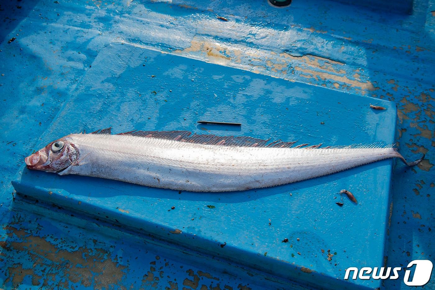 2019년 강원도 고성군 문암리 인근 해상에서 심해어인 산갈치가 어민이 쳐 놓은 그물에 잡혔다. 이날 잡힌 산갈치는 몸길이가 1.6m로 확인됐다. (고성군 제공)  ⓒ News1 고재교 기자