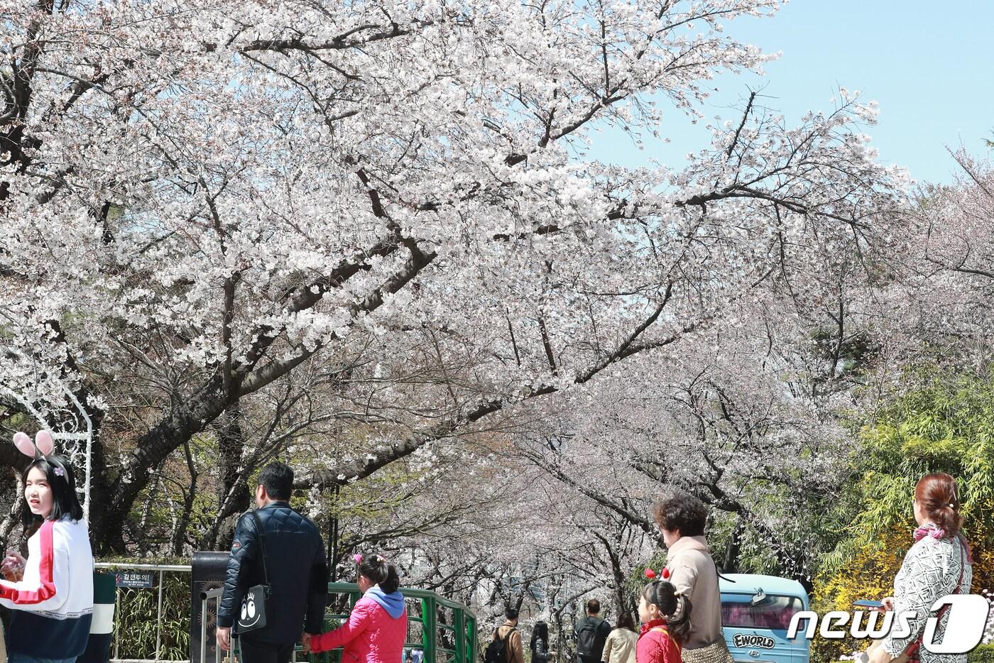 본문 이미지 - 24일 휴일을 맞아 대구 달서구 두류동 이월드를 찾은 시민들이 활짝 핀 벚꽃을 감상하며 봄을 만끽하고 있다. 이월드는 지난 23일 전국에서 가장 빠른 벚꽃축제이자 국내 최대 야간 벚꽃축제인 ‘이월드 별빛벚꽃축제’를 시작해 다음 달 7일까지 운영한다. 2019.3.24/뉴스1 ⓒ News1 공정식 기자
