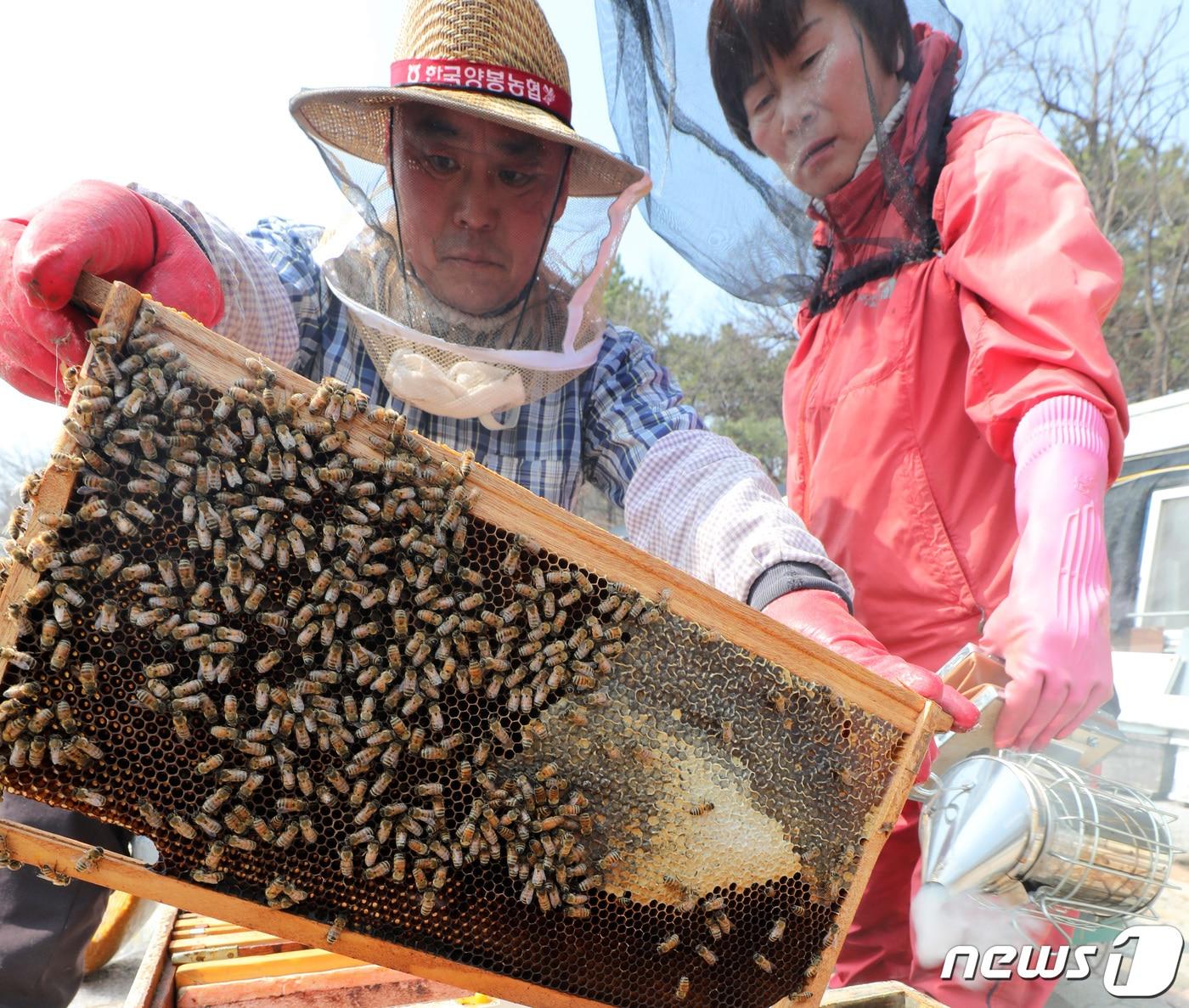 본문 이미지 - 경기도 의왕시 초평동의 한 양봉원. ⓒ News1 조태형 기자