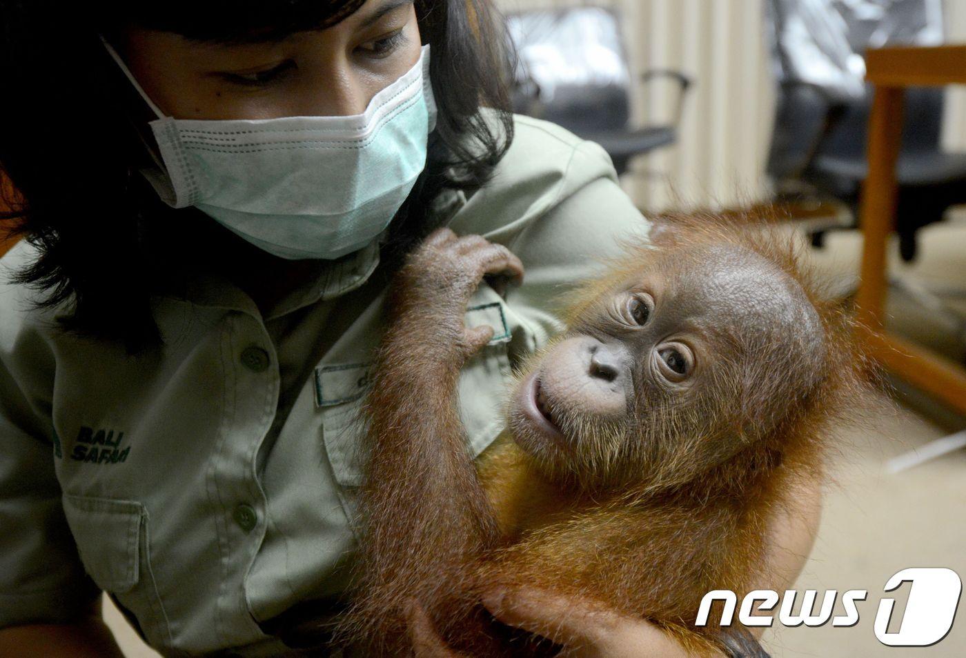 본문 이미지 - 발리에서 여행가방에 담긴 채로 발견된 아기 오랑우탄 ⓒ AFP=뉴스1