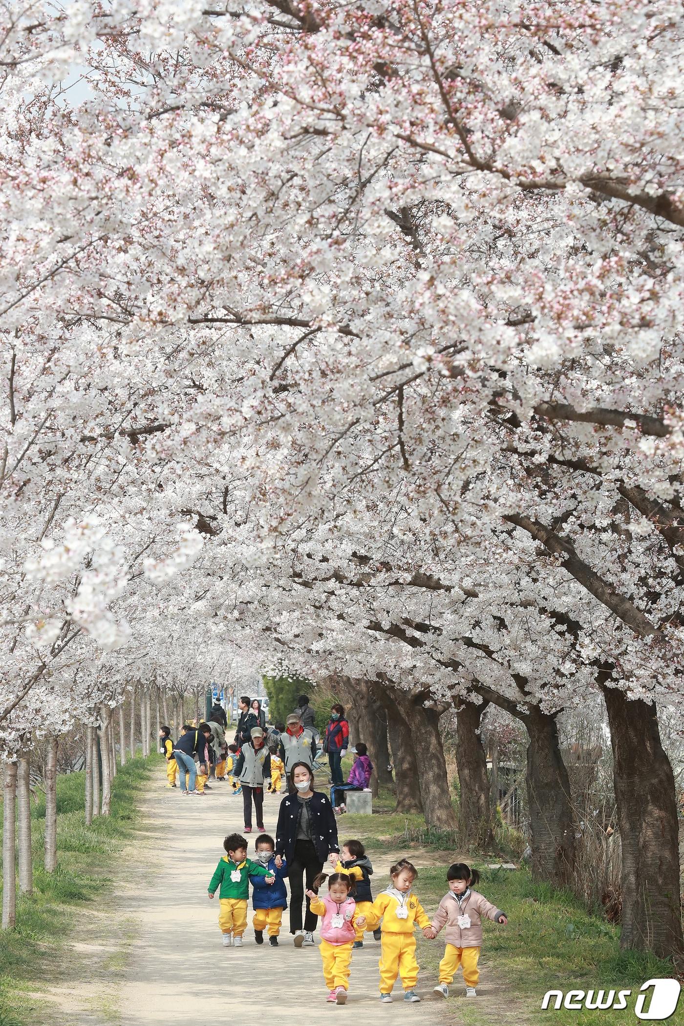 본문 이미지 - 대구 동구 동촌유원지에서 벚꽃을 구경하고 있는 어린이들 모습 (사진은 기사 내용과 무관함) ⓒ News1 DB