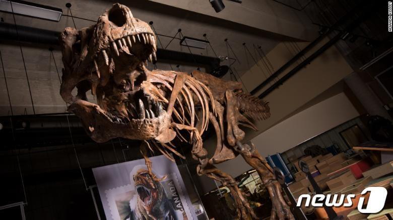 본문 이미지 - 티라노사우루스(CNN)ⓒ 뉴스1