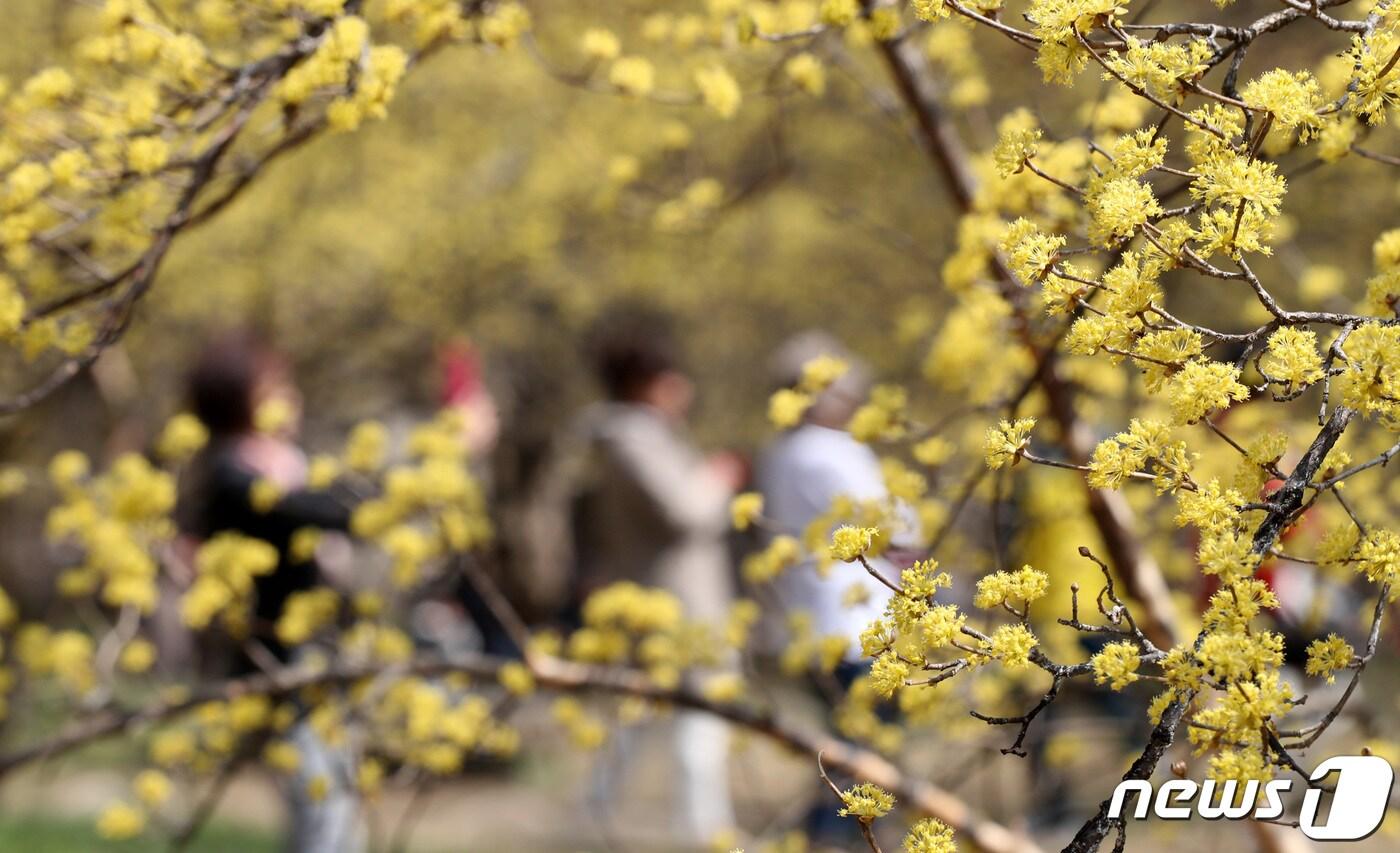 이천백사산수유꽃축제가 개막한 29일 경기도 이천시 백사면 산수유마을에서 시민들이 노랗게 핀 산수유와 함께 추억을 남기고 있다. 2019.3.29/뉴스1 ⓒ News1 조태형 기자