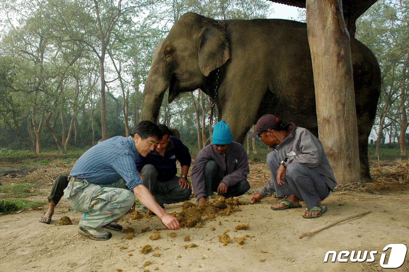 강원희 강원대학교 농업생명과학대학 교수(왼쪽)가 네팔에서 블랙 아이보리 커피 일명 '코끼리똥 커피'를 채취하고 있는 모습. (강원대 제공)  ⓒ News1