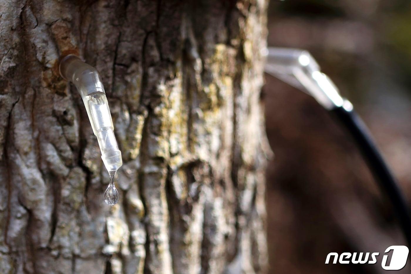 7일 오후 강원 인제군 상남면 미산2리 방태산에서 고로쇠 나무 수액 채취가 한창이다. &#40;인제군 제공&#41; 2019.3.7/뉴스1 ⓒ News1 김경석 기자