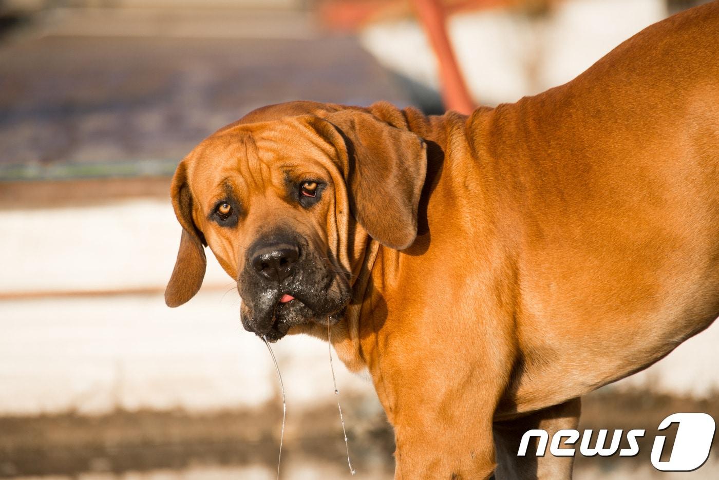 도사견 (사진 이미지투데이) ⓒ 뉴스1