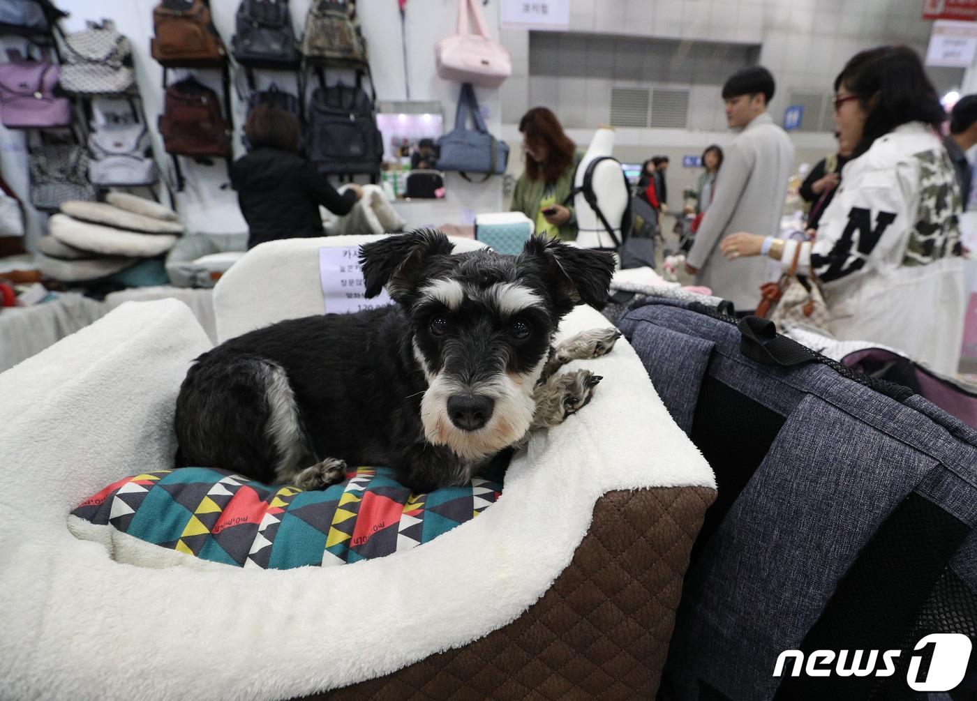 본문 이미지 - ⓒ 뉴스1 신웅수 기자