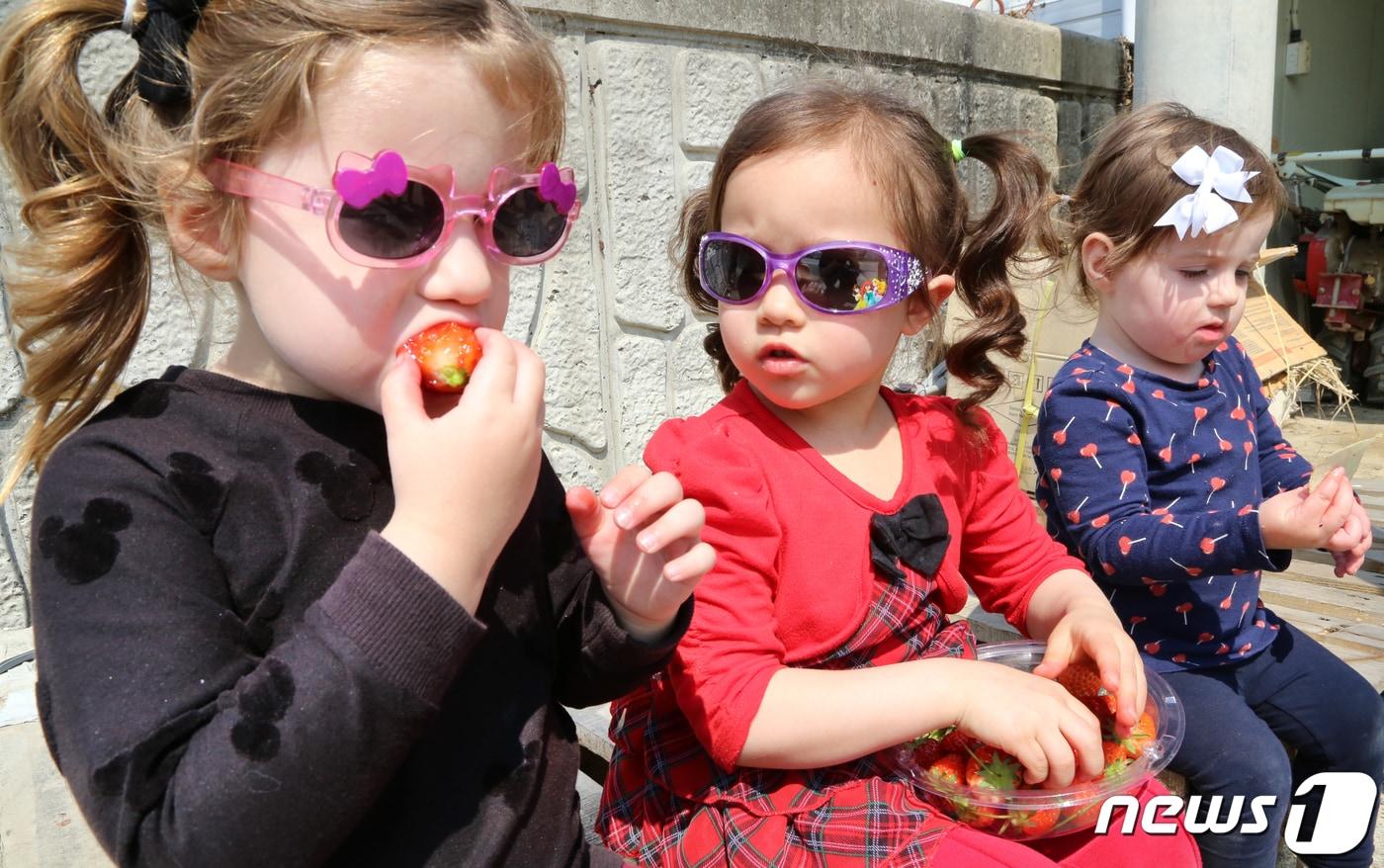 경북 고령군에서 열리고 있는 대가야체험 축제 3일째인 13일 대가야읍 본관리 우리들엔 영농조합 딸기수확체험장에서 한 외국인 어린이가 딸기를 먹고 있다. 대가야체험 축제는 오는 14일까지 열린다./뉴스1 ⓒ News1 정우용 기자
