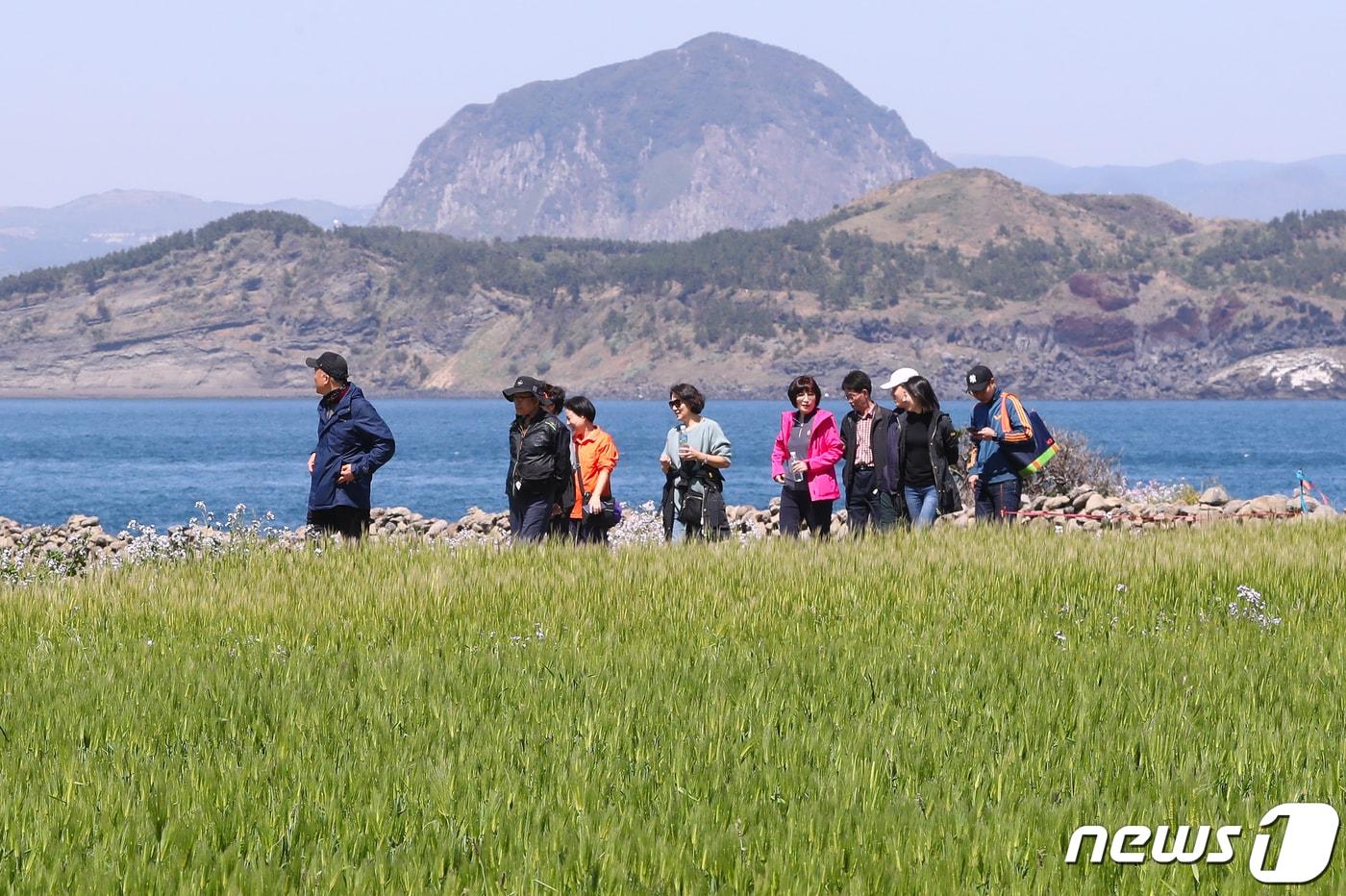 본문 이미지 - 청보리 축제가 한창인 제주 서귀포시 가파도에서 관광객들이 청보리길을 걸으며 즐거운 시간을 보내고 있다.ⓒ 뉴스1  