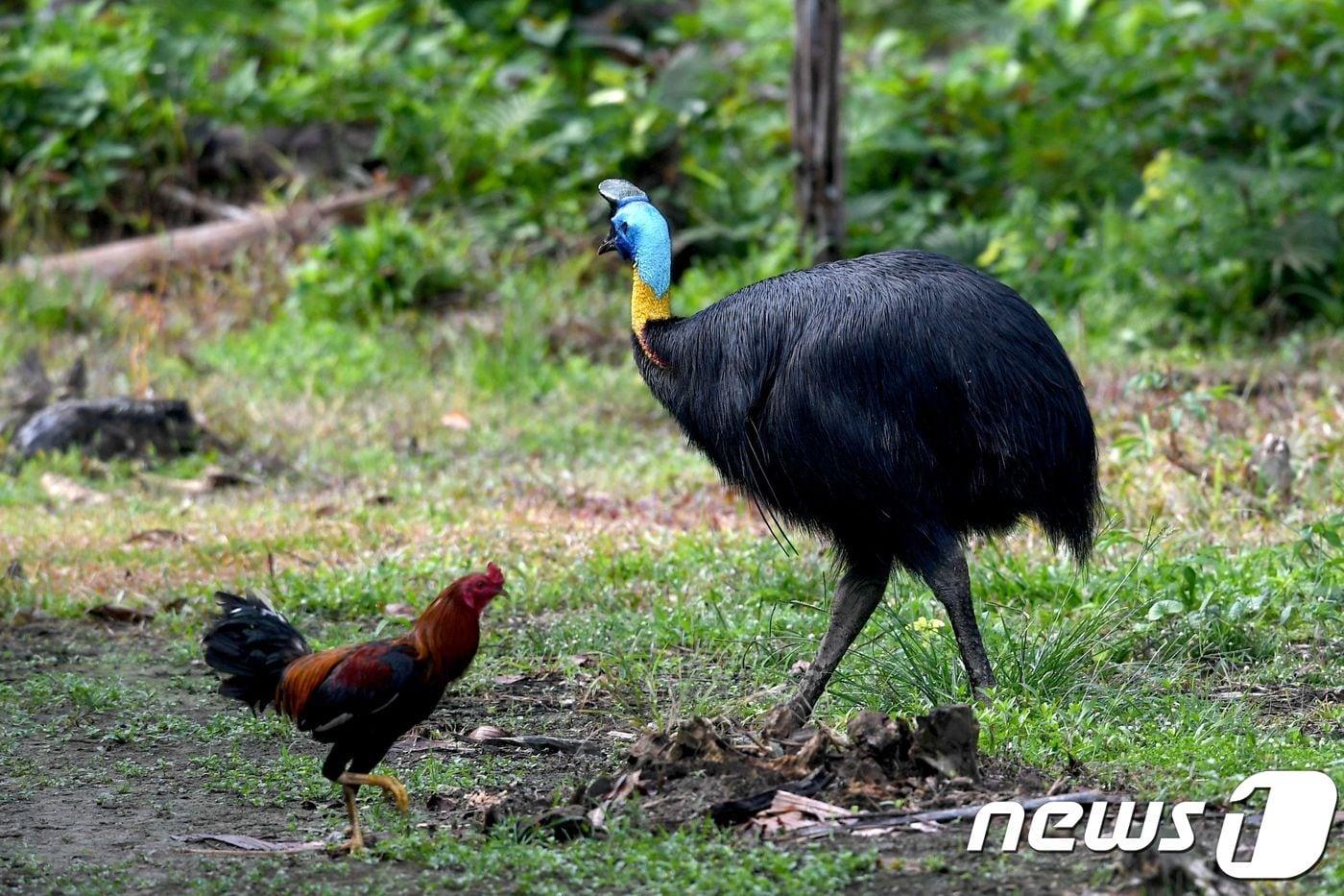 뉴기니섬에 서식하는 파우아화식조.(오른쪽) ⓒ AFP=뉴스1