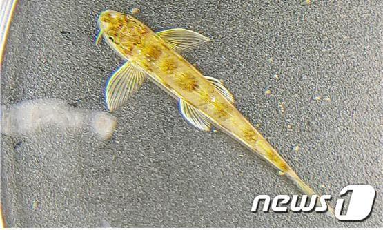 본문 이미지 - 흰수마자ⓒ 뉴스1