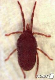 본문 이미지 - 빨간 진드기 다카라다니(Balaustium murorum).(위키미디어 재단 제공) ⓒ 뉴스1