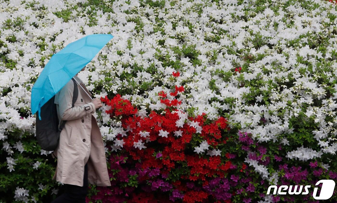 봄비가 내린 25일 오후 대전 시청 앞에서 우산을 쓴 시민이 걸어가고 있다. 2019.4.25/뉴스1 ⓒ News1 주기철 기자