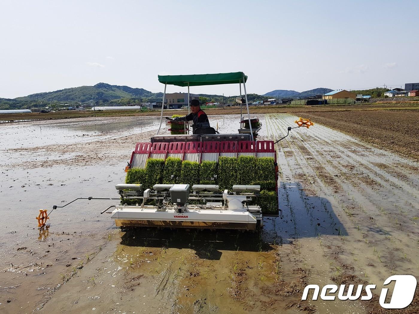 본문 이미지 - 추석 햅쌀용 해담벼 안동시 풍산읍 안교리에서 첫 모내기(안동시 제공) ⓒ 뉴스1