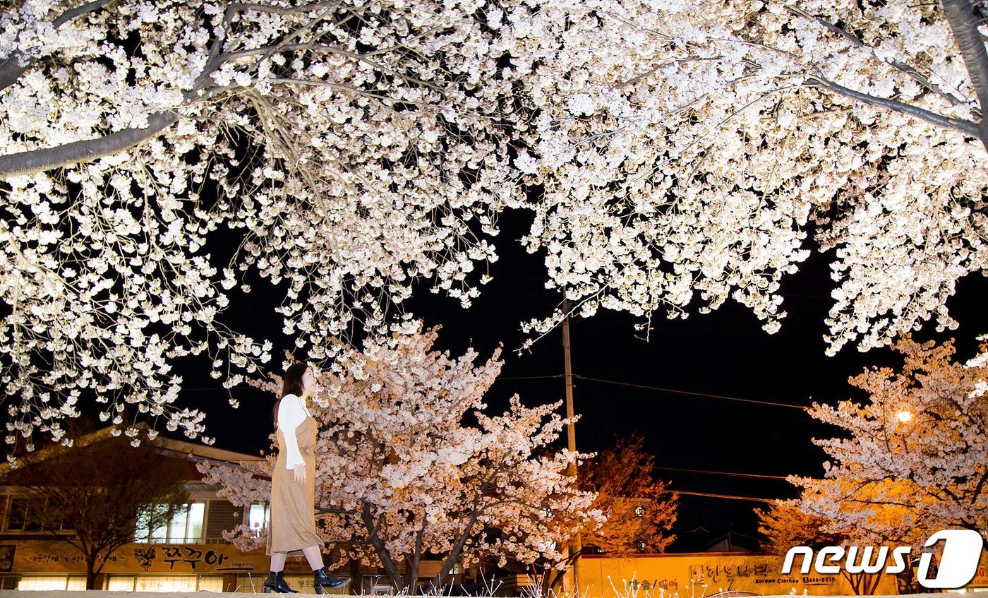 본문 이미지 - 쌀쌀한 날씨속에서도 경북 구미시 금오천변에 벚꽃이 만개했다. 3일까지 이틀동안 열린 금오산 벚꽃축제기간 동안 벚꽃이 만개한 금오천에서는 바람개비 조형물과 포토존이 설치되고 버스킹 공연이 이어져 봄 마중을 나온 시민들에게 다양한 볼거리를 제공했다.2019.4.3/뉴스1 ⓒ News1 정우용 기자
