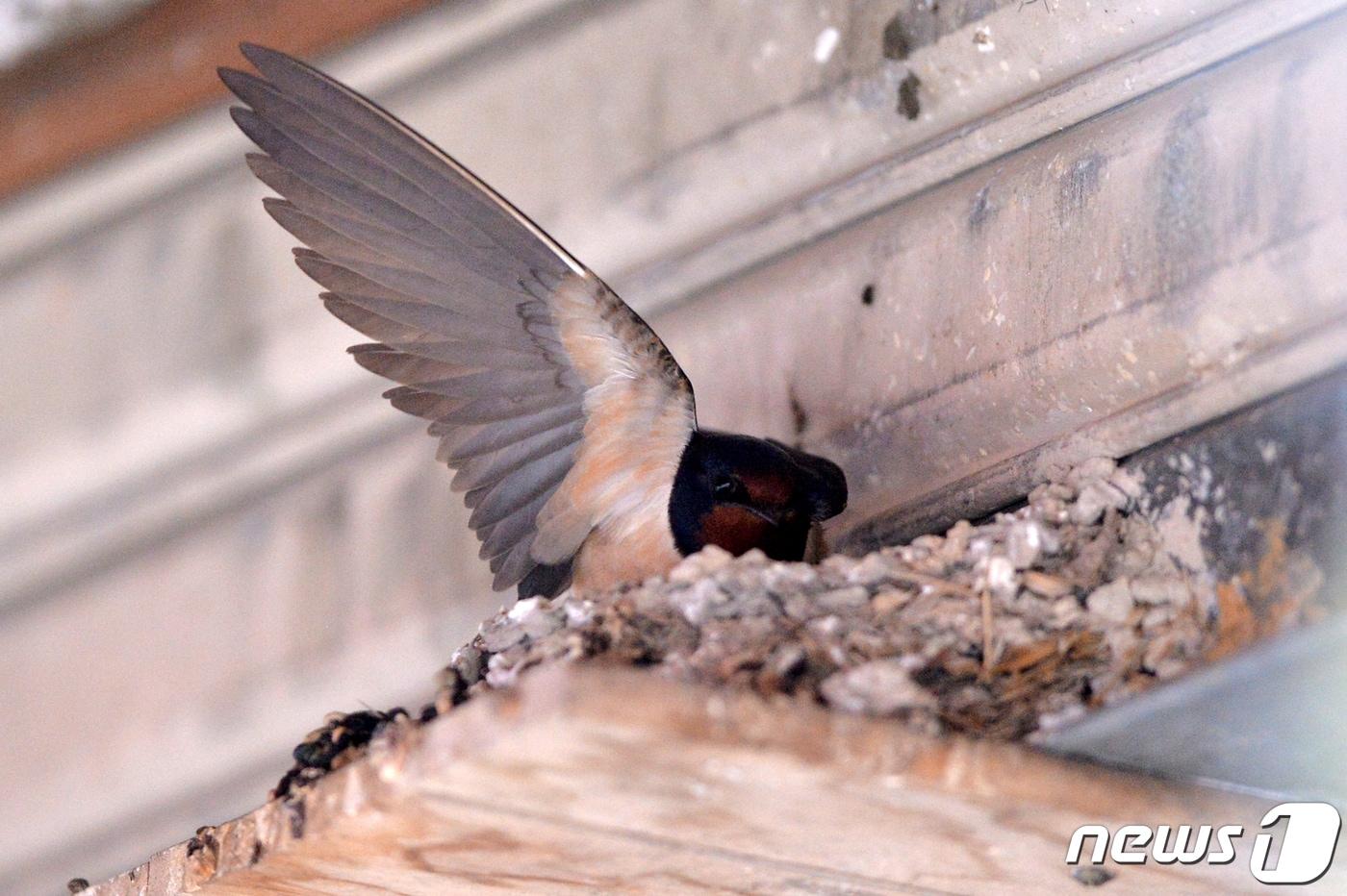 본문 이미지 - 부화를 앞둔 제비부부가 30일 오전 경북 포항시 북구 창포동 두호종합시장에 있는 동남청과 처마 밑에 둥지를 틀어 알을 보살피고 있다. 이곳에 둥지를 튼 제비는 10여년째 찾아오고 있다.2019.4.30/뉴스1 ⓒ News1 최창호 기자
