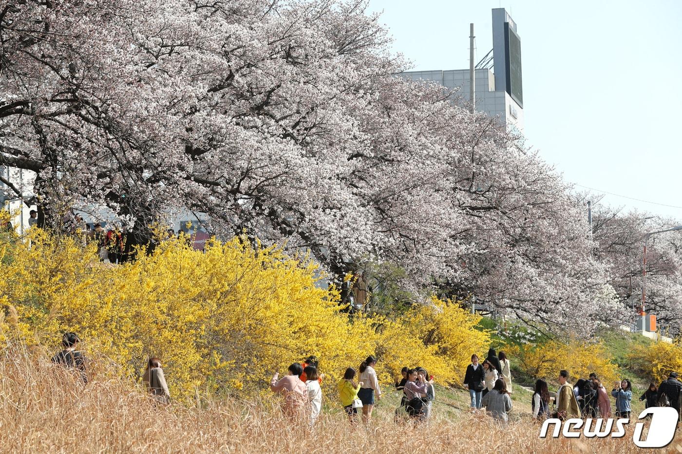 본문 이미지 - 청주 벚꽃 자료사진  ⓒ 뉴스1