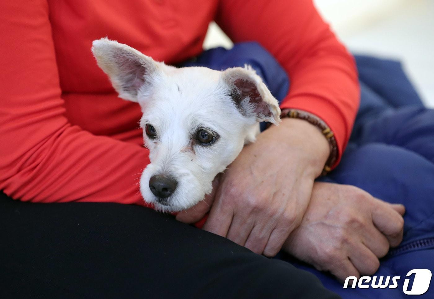 본문 이미지 - 2019년 강원 속초고성 산불 당시 구조된 강아지.(뉴스1 DB)