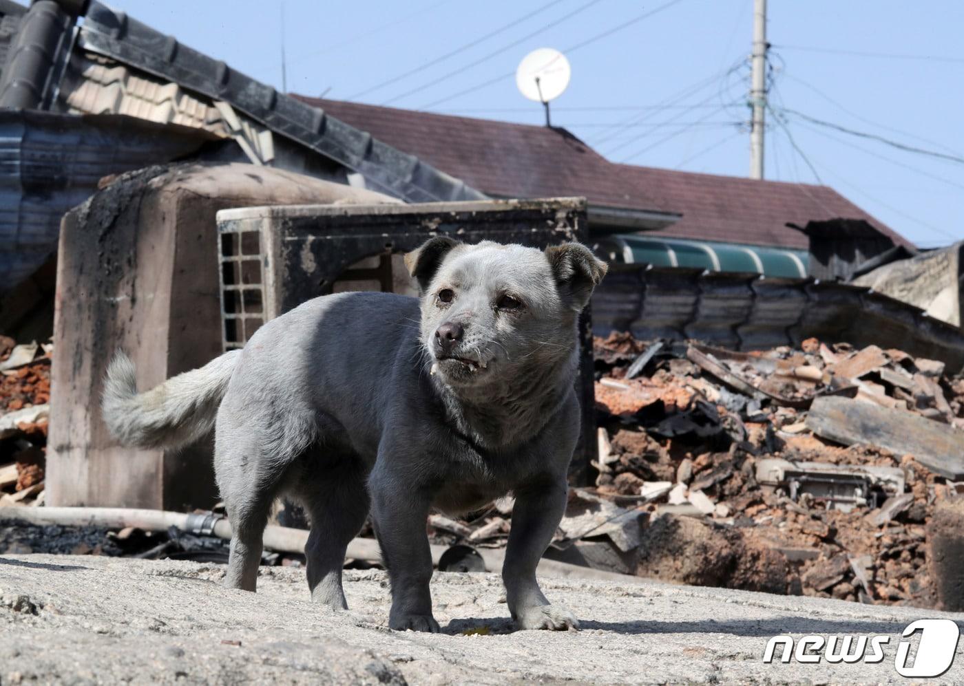 강원 고성·속초 일대 산불이 이틀째 계속되고 있는 5일 오후 강원도 고성군 토성면 용촌1리마을에서 검게 그을린 반려견이 전소된 집 앞에서 주인을 기다리고 있다. 2019.4.5/뉴스1 ⓒ News1 이재명 기자