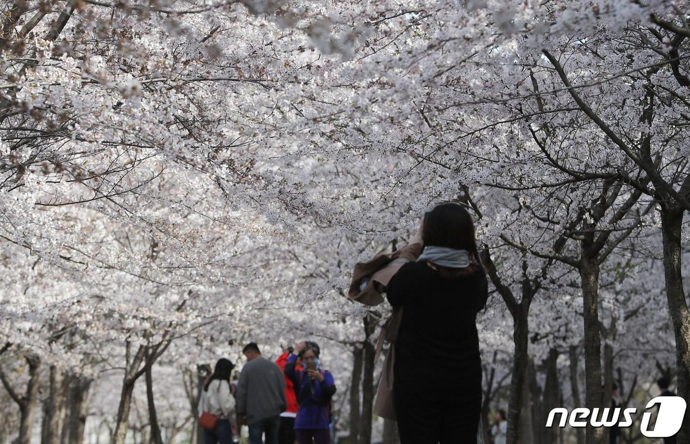 본문 이미지 - 벚꽃 만개한 속초 영랑호 일대.(뉴스1 DB)