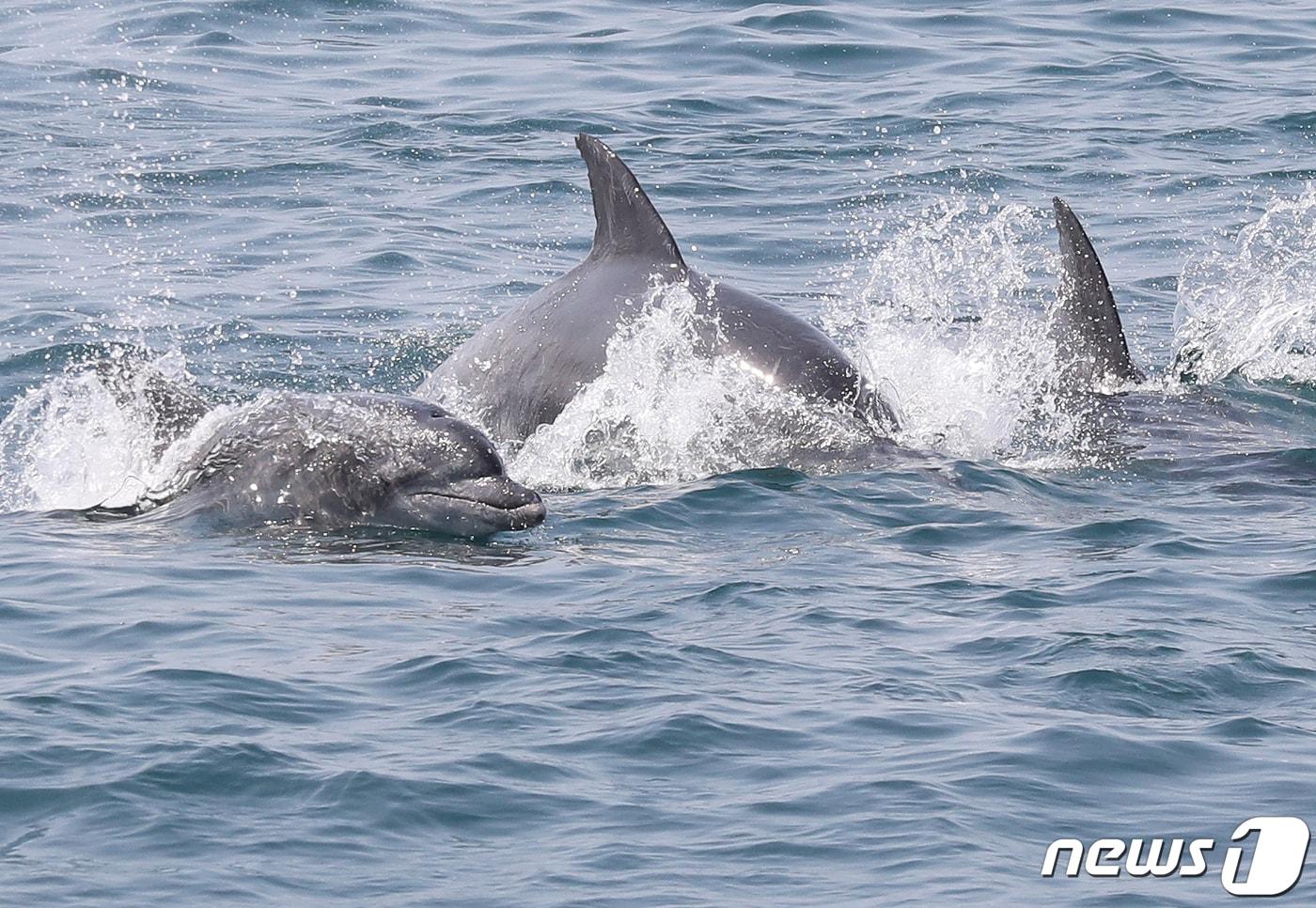 제주 서귀포시 대정읍 연안에서 남방큰돌고래가 유영하고 있다.2019.4.8/뉴스1 ⓒ News1 이석형 기자